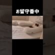 必ず何かにくっつきたい🐑 #shorts #猫 #ラグドール #甘えん坊猫 #猫のいる暮らし #ragdoll
