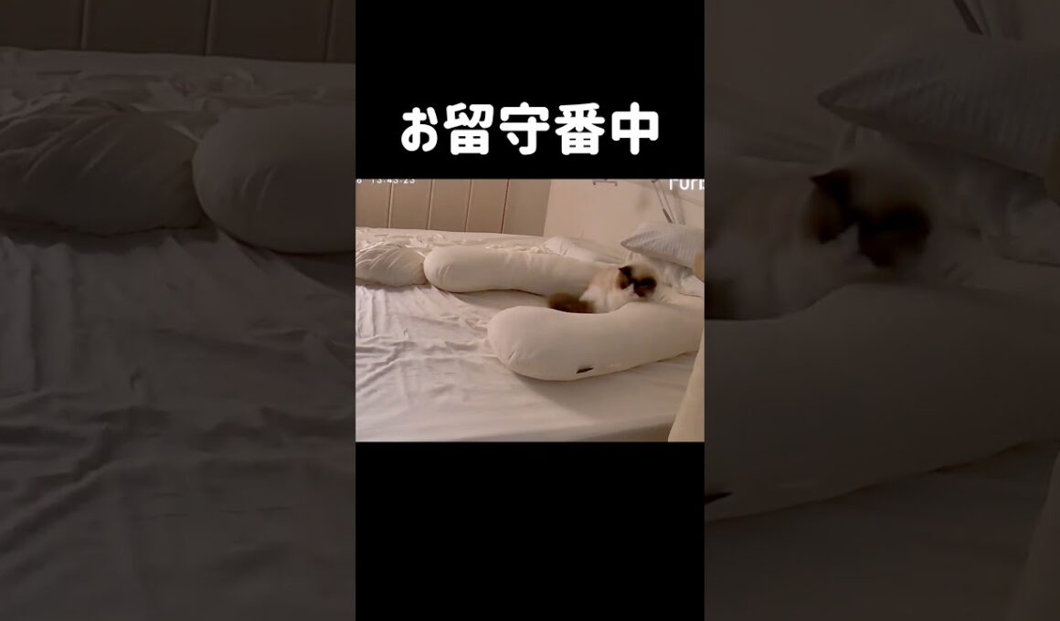 必ず何かにくっつきたい🐑 #shorts #猫 #ラグドール #甘えん坊猫 #猫のいる暮らし #ragdoll