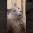 あくびを我慢する猫🥱‪💭 #shorts #猫 #ねこ  #cat #ロシアンブルー #猫のいる暮らし #ネコ