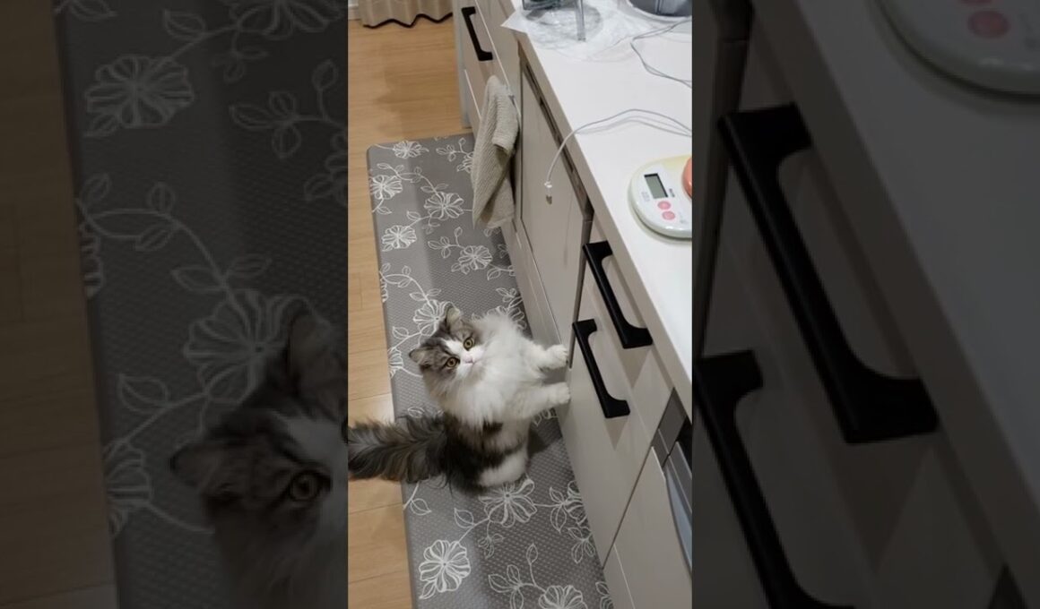 給水器の掃除が気になる猫🐱【もふもふマンチカン】 #shorts #マンチカン #猫