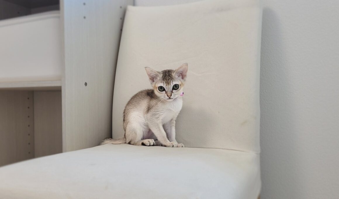 緊急で病院に行く事になりました【子猫お迎え6日目】