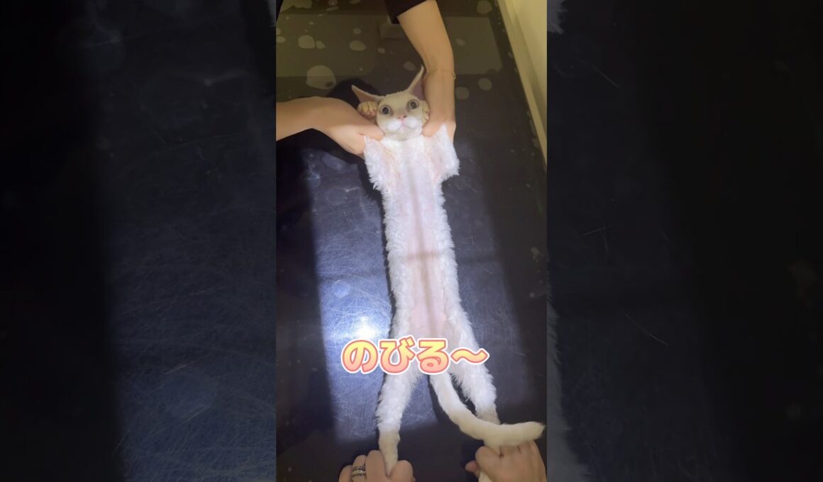 レントゲンを頑張るデボンレックス