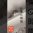 瞳孔不同〜飲みきって落ち着きました〜 #スノーシュー猫 #ネコ #cat #tnr #さくら猫  #猫のいる暮らし #保護猫 #にゃんとにゃん  #ねこのいる生活 #youtube #おっとり猫