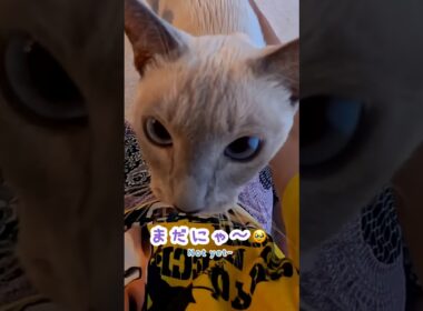 ブラッシングを終えようとしたら…甘えん坊猫の圧がすごすぎました🥹💕