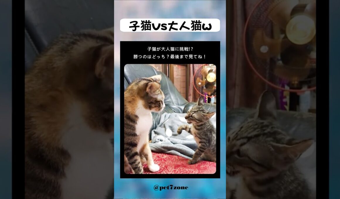 子猫vs大人猫w 😻💕 #shorts #cat #meow #kitten #catlovers #貓 #子猫 #猫好き #癒し猫 #猫動画 #もふもふ猫 #고양이 #बिल्ली