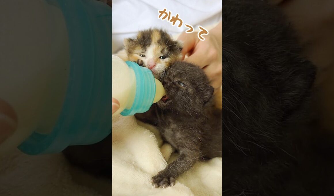 子猫のミルク時間と離乳食｜慣れない音に急に一致団結する猫たち！猫の警備隊出動？！ってなりませんか？【保護猫生活1日目】