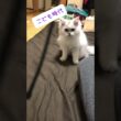 ペルシャ猫のこども時代 #shorts #ペルシャ猫  #子ネコ #子猫