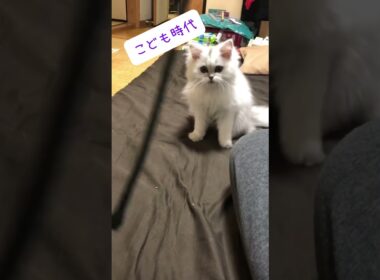 ペルシャ猫のこども時代 #shorts #ペルシャ猫  #子ネコ #子猫