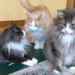 【お手伝い⁉︎】一緒にジグソーパズルを解体してくれるもふ猫たち🧩wwwノルウェージャンフォレストキャットとターキッシュアンゴラ