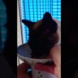【保護猫】捨てられていたシャム猫「幸」が家族になりました🐱✨