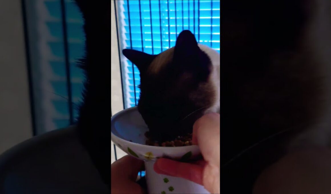【保護猫】捨てられていたシャム猫「幸」が家族になりました🐱✨