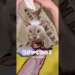 抱っこしてほしすぎる甘えん坊猫が止まりません🥹💕