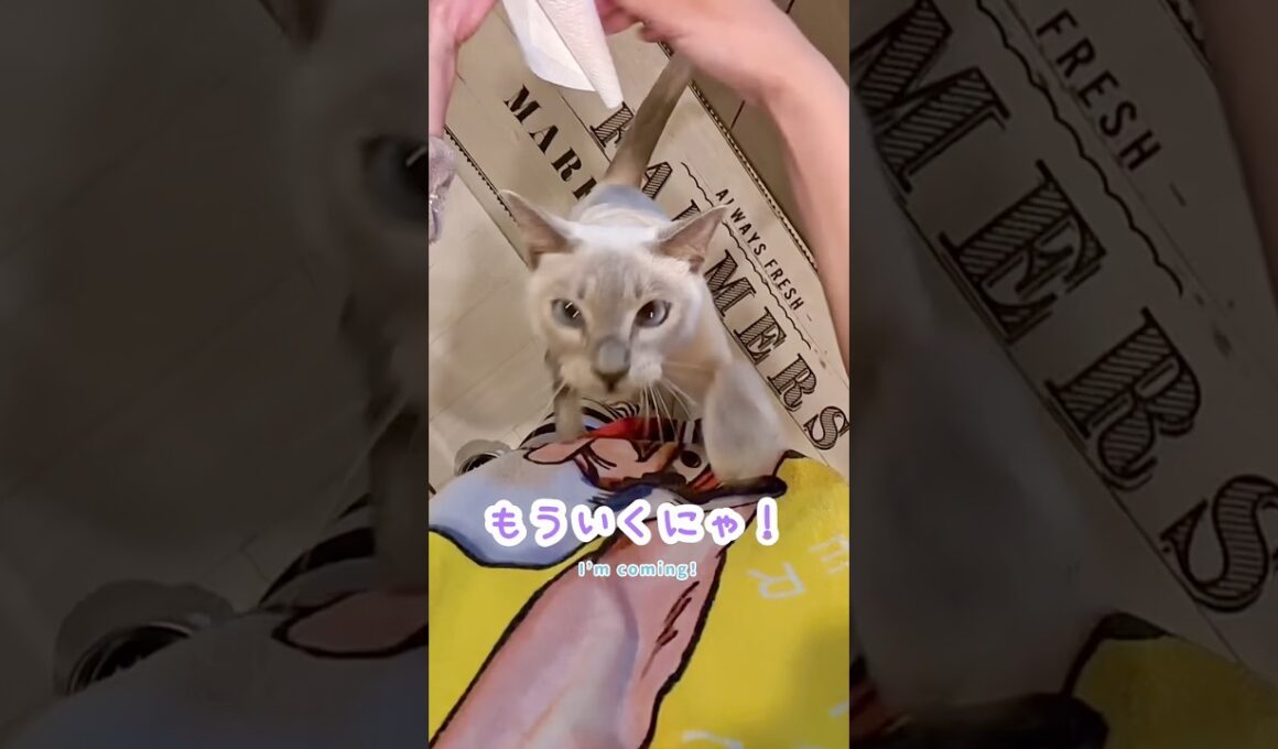抱っこしてほしすぎる甘えん坊猫が止まりません🥹💕