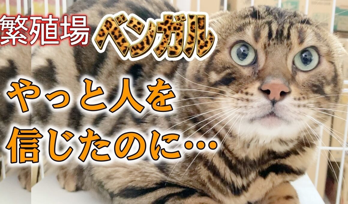 繁殖場から保護されたベンガル、心を開いたその後…【人慣れ訓練】
