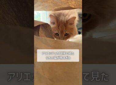 小人になったら猫に襲撃されて詰んだ【サイベリアン・小倉・こしあん】  #shorts #サイベリアン #猫 #小人