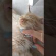 🧡 Maine Coon Kitten Getting His Freckles 🙀 4 months to 8 years ✨