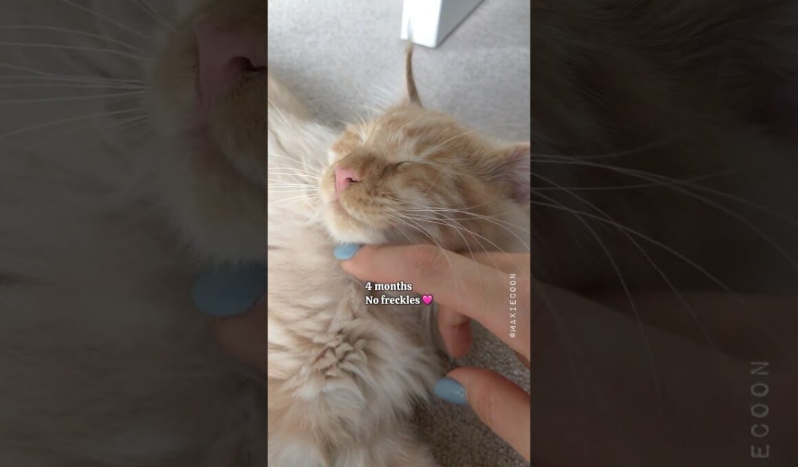 🧡 Maine Coon Kitten Getting His Freckles 🙀 4 months to 8 years ✨