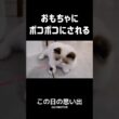 #shorts #猫 #子猫 #ラグドール #甘えん坊猫 #猫のいる暮らし