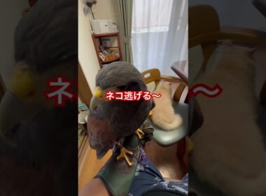 タカとネコの微妙な関係(ハリスホークとラパーマのラパちゃん)