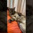 【どんだけ暑くてもパパにべったり猫】毎日暑いけど、相変わらずパパにべったり❤️ドヤ顔でこっちを見るのが可笑しい🤣#egyptianmaucat #エジプシャンマウ #あまえんぼうねこ #shorts