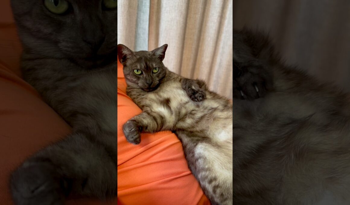 【どんだけ暑くてもパパにべったり猫】毎日暑いけど、相変わらずパパにべったり❤️ドヤ顔でこっちを見るのが可笑しい🤣#egyptianmaucat #エジプシャンマウ #あまえんぼうねこ #shorts