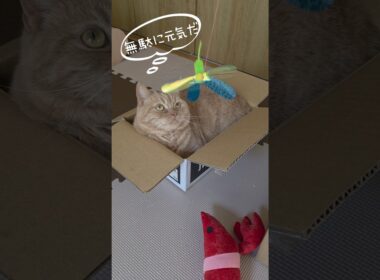 【暑いとこうなるマンチカン】#shorts #猫 #ねこ #cat