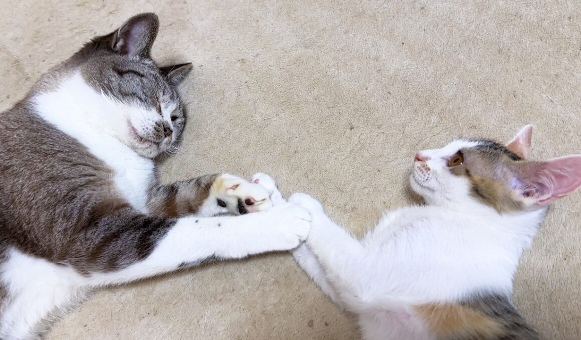 怖がり子猫が姫猫に…！可愛く癒されるひと時でした