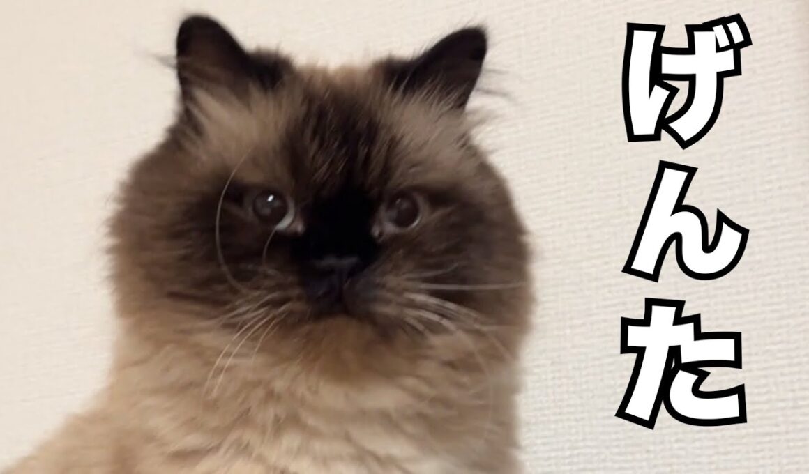 【ヒマラヤン】こんな猫いる？🤣げんたくんはお口をむっくりさせたり表情豊かすぎる🐱💭
