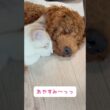 ケンカした後も一緒にお休み〜💕 #cat #子猫 #トイプードル #子犬と子猫