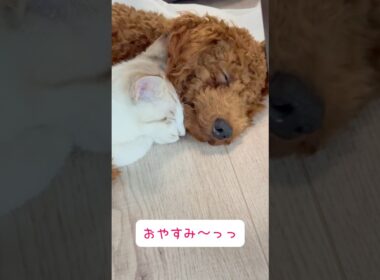 ケンカした後も一緒にお休み〜💕 #cat #子猫 #トイプードル #子犬と子猫
