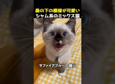 鼻の下の模様が可愛いシャム系のミックス猫