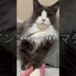 これ、本当に猫です。巨大メインクーンのマダラ