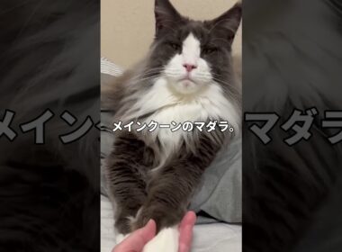 これ、本当に猫です。巨大メインクーンのマダラ
