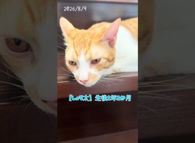 仲良くなった保護ねこ達2026/8/9 #子ネコ #保護猫 #kitten #cat #猫 #好きな子猫 #かしわねこ #ネコ