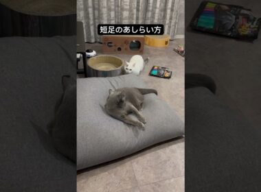 ロシアンブルー|短足猫など恐るるに足らず|Russian Blue cat