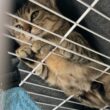 子猫の裏側お見せします