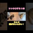【猫】サイベリアンとミヌエット #猫のいる暮らし #サイベリアン #ミヌエット