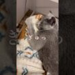 甘えてくる猫が可愛いすぎる♥️ #shorts #猫 #ねこ  #cat #ロシアンブルー #猫のいる暮らし #ネコ