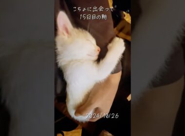 15日目の朝【川で助けた子猫】腕の中で眠るこちょめ　#保護猫 #子ネコ #cat  #こちょめ