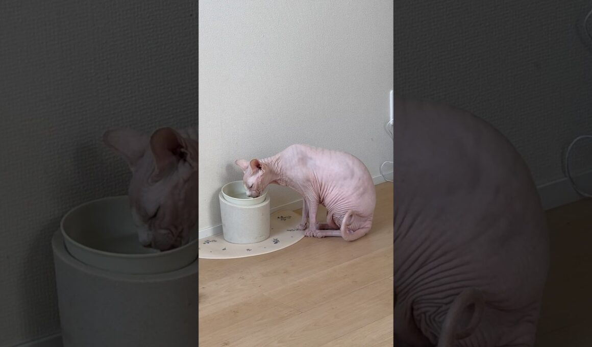 水を飲んでいる姿も可愛い猫アレクサンドラ【スフィンクス】