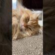 大型猫サイベリアンをダメにする爪とぎベッド　#猫のきなこもち