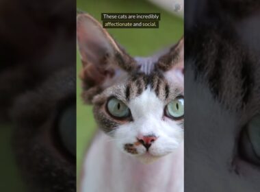 Cornish Rex Cat: The Weirdest Cat Breed You've Never Heard Of