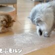 プチプチを初めて触る猫たち 【サイベリアン】