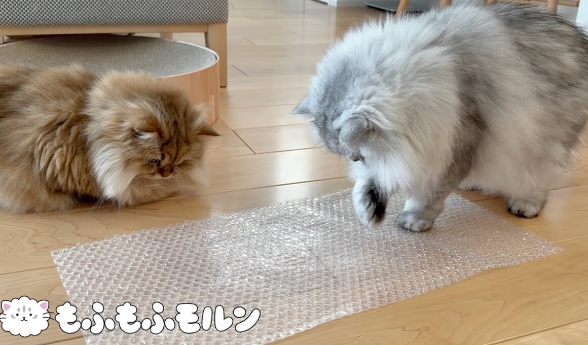プチプチを初めて触る猫たち 【サイベリアン】