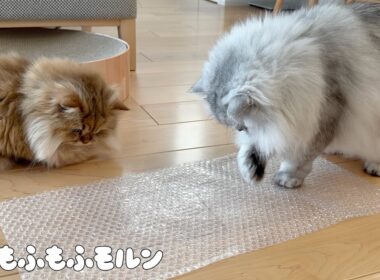 プチプチを初めて触る猫たち 【サイベリアン】