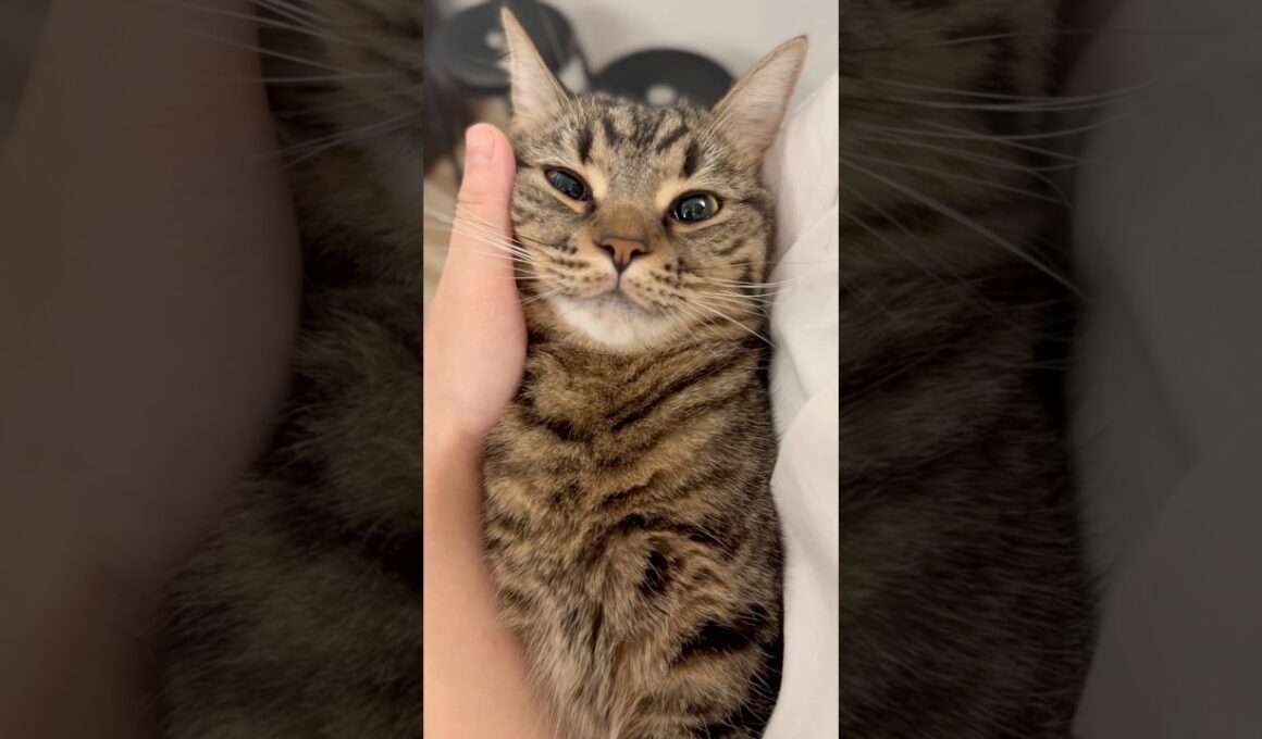 一日中必死に寝てた猫たちと、必死に働いた飼主www #cat #猫