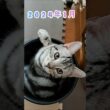 ｢2歳半違い、6ヶ月、3.2kg同士｣｣#shorts  #アメショ #多頭飼い #仔猫 #cat  #cute #猫 #アメリカンショートヘアー