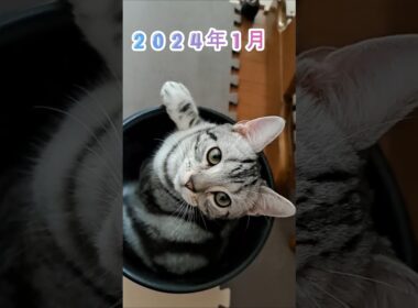 ｢2歳半違い、6ヶ月、3.2kg同士｣｣#shorts  #アメショ #多頭飼い #仔猫 #cat  #cute #猫 #アメリカンショートヘアー
