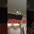 猫たちの天板争奪戦、結果は？ #shorts #猫 #日常