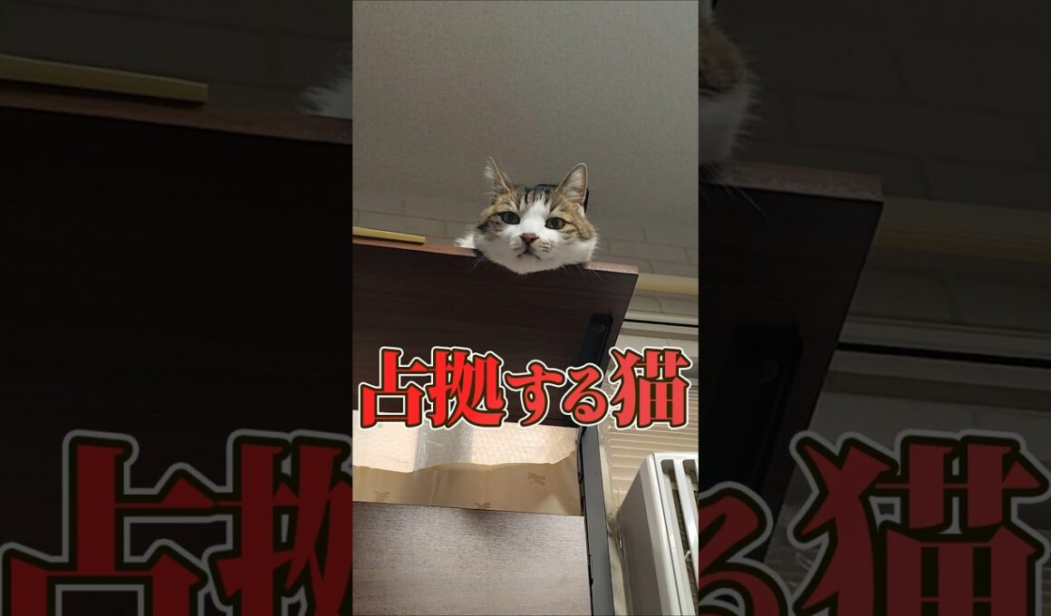 猫たちの天板争奪戦、結果は？ #shorts #猫 #日常